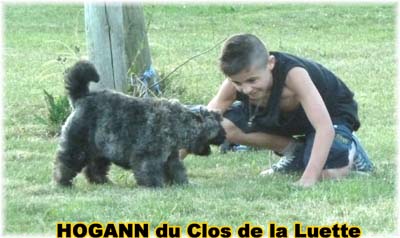 HOGANN © Elevage de bouviers des flandres du Clos de la Luette specialisé pour le bouvier des flandres Copyrigth depose